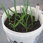 Garlic Growing in a Container