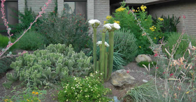 Landscaping services in Phoenix, AZ